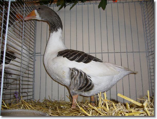 Nächstes Bild